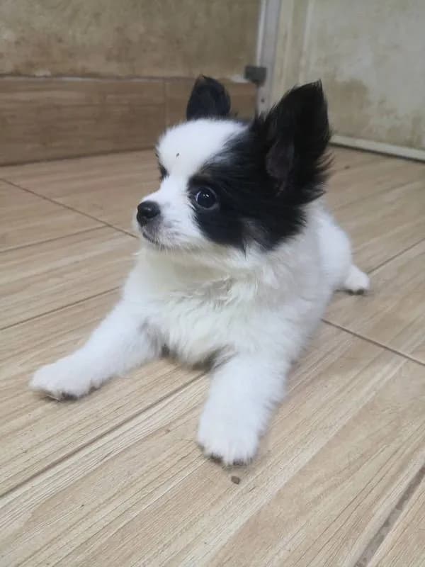 ชิวาวาแท้ เพศผู้ ลายวัว