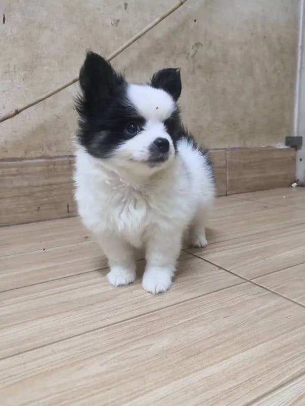 ชิวาวาแท้ เพศผู้ ลายวัว