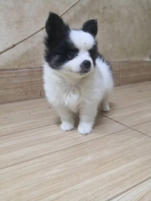 ชิวาวาแท้ เพศผู้ ลายวัว