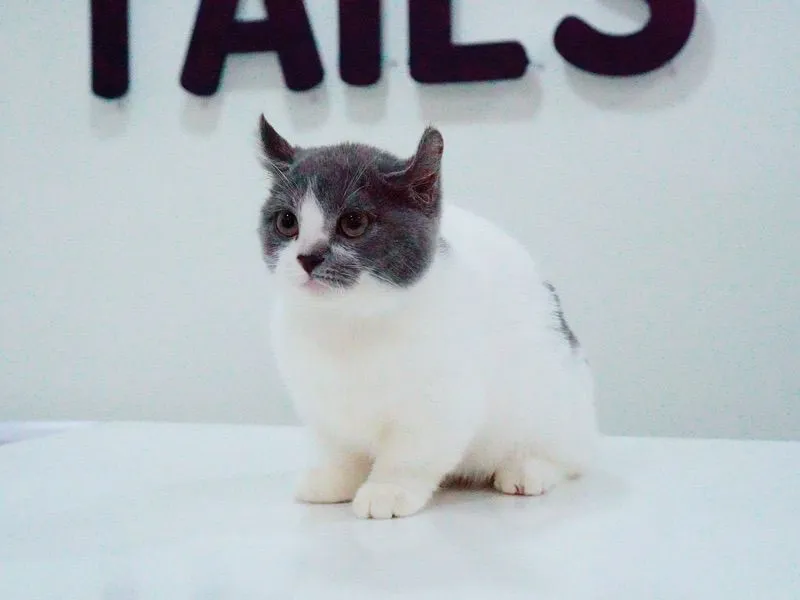 น้องแมว มัชกิ้น หูบิน ตำหนิหางขอด