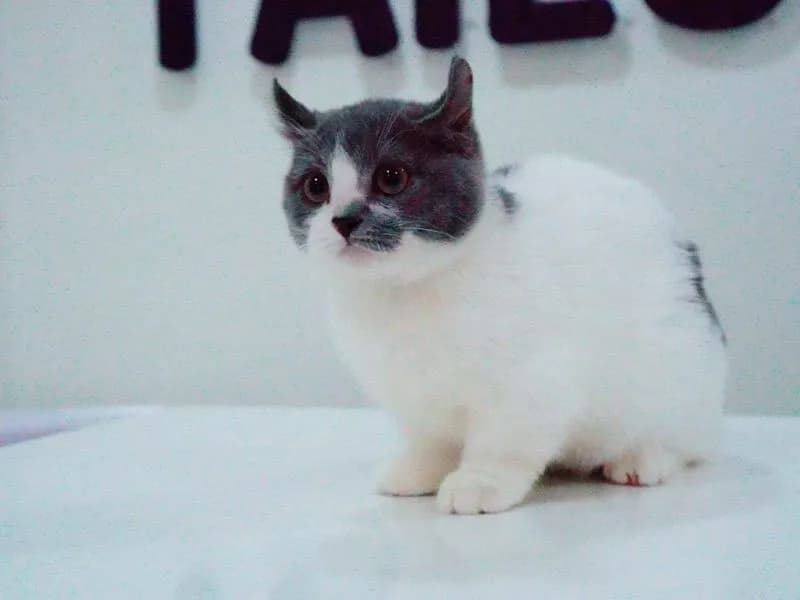 น้องแมว มัชกิ้น หูบิน ตำหนิหางขอด