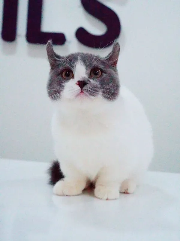 น้องแมว มัชกิ้น หูบิน ตำหนิหางขอด