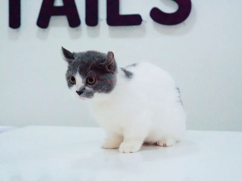 น้องแมว มัชกิ้น หูบิน ตำหนิหางขอด