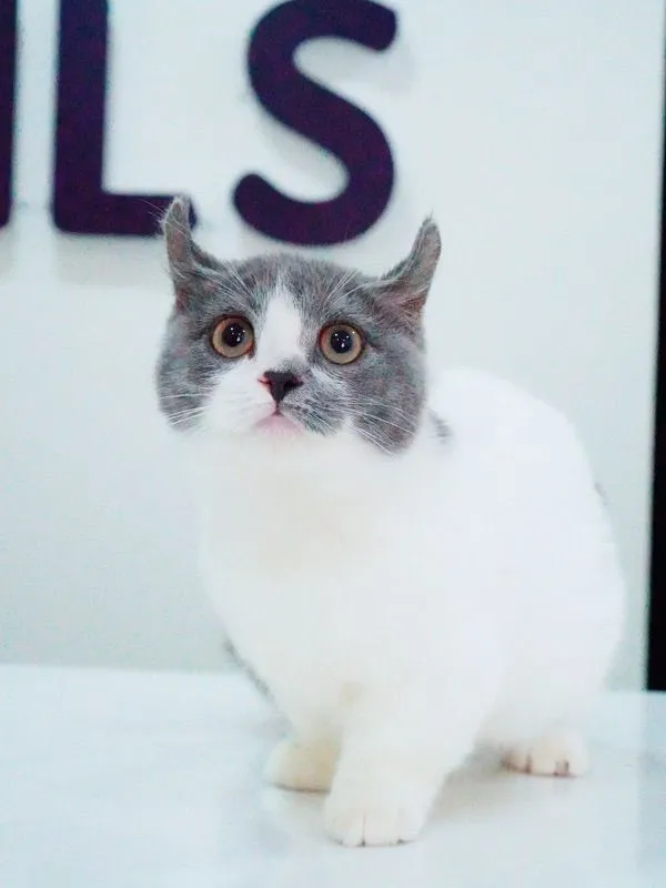 น้องแมว มัชกิ้น หูบิน ตำหนิหางขอด