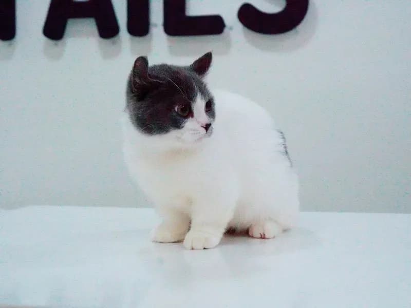 น้องแมว มัชกิ้น หูบิน ตำหนิหางขอด