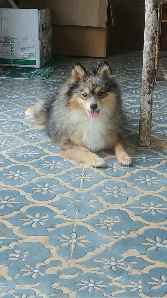 เปิดแบ่งแม่พันธุ์ปอม Blue Merle อายุปีกว่า #ผสมแล้วรอลุ้นท้อง พ่อพันธุ์สวย