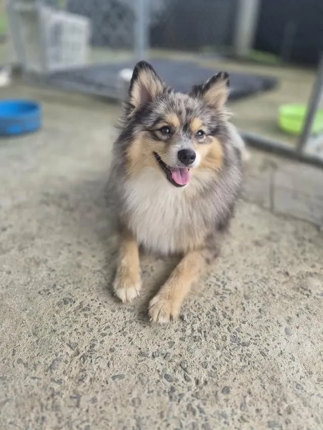 เปิดแบ่งแม่พันธุ์ปอม Blue Merle อายุปีกว่า #ผสมแล้วรอลุ้นท้อง พ่อพันธุ์สวย