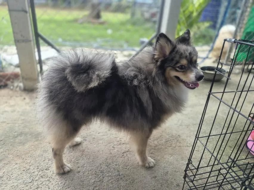 เปิดแบ่งแม่พันธุ์ปอม Blue Merle อายุปีกว่า #ผสมแล้วรอลุ้นท้อง พ่อพันธุ์สวย