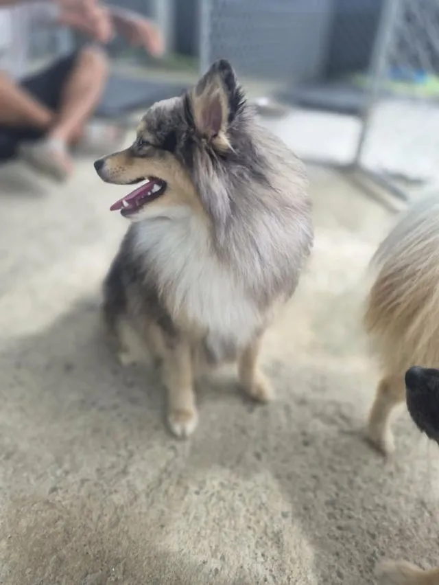 เปิดแบ่งแม่พันธุ์ปอม Blue Merle อายุปีกว่า #ผสมแล้วรอลุ้นท้อง พ่อพันธุ์สวย