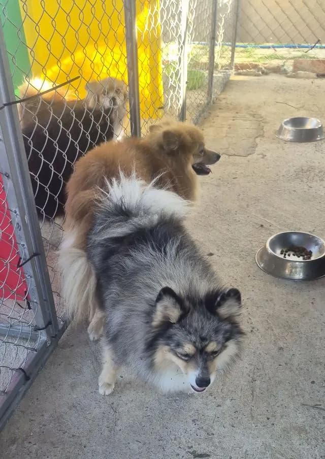 เปิดแบ่งแม่พันธุ์ปอม Blue Merle อายุปีกว่า #ผสมแล้วรอลุ้นท้อง พ่อพันธุ์สวย