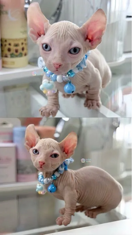 สฟิงซ์