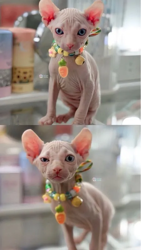 สฟิงซ์