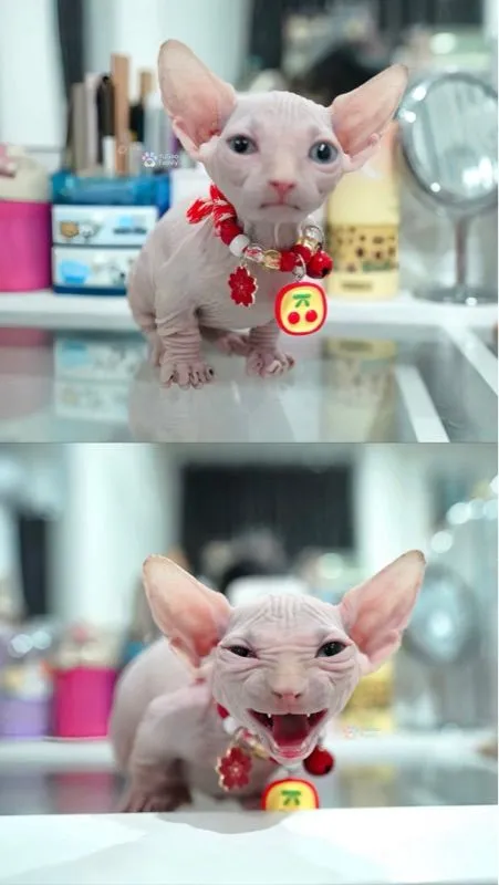 สฟิงซ์