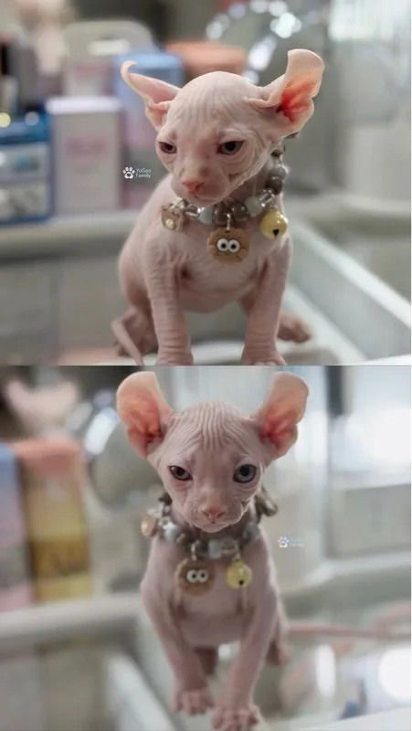 สฟิงซ์