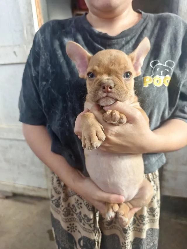 ลูกสุนัขอเมริกันบูลลี่