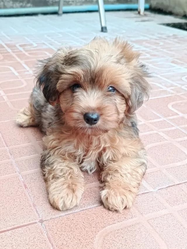 ลูกยอร์คเชียร์สีแปลกสีเมอร ผู้ชายเแบ่งเลี้ยงบาเบา
