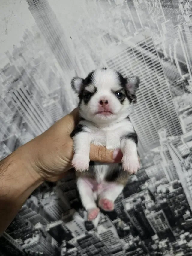 chihuahuaThailandชิวาวาไทยแลนด์เกรดสวย