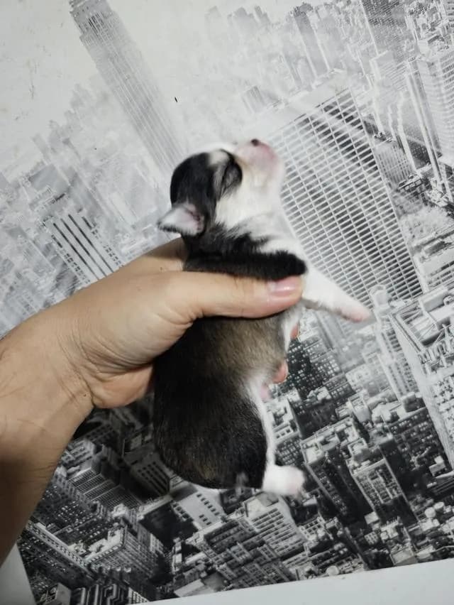 chihuahuaThailandชิวาวาไทยแลนด์เกรดสวย