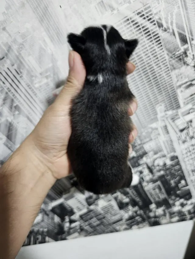 chihuahuaThailandชิวาวาไทยแลนด์เกรดสวย