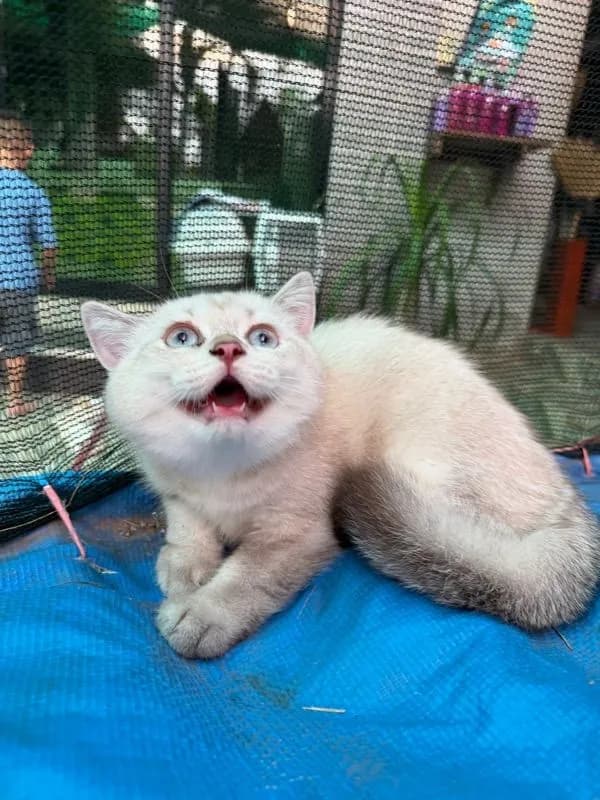 แมวบริติช ชอร์ตแฮร์