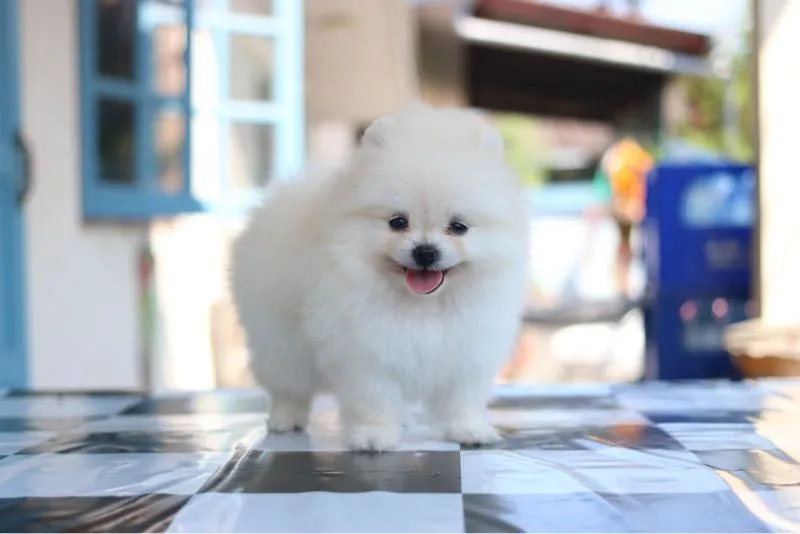 ปอมเมอเรเนียน