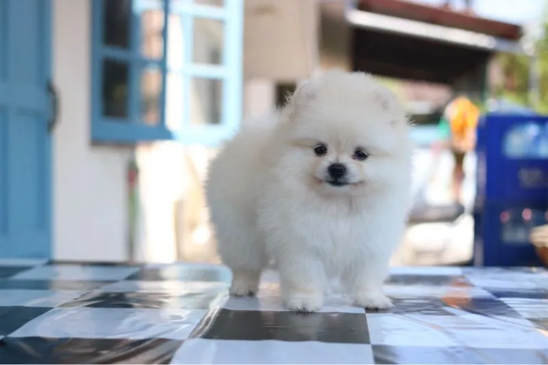 ปอมเมอเรเนียน