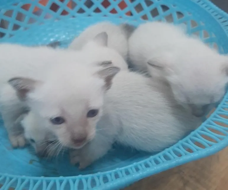 แมววิเชียรมาศแท้ มีใบเพด