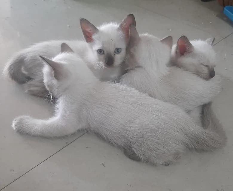 แมววิเชียรมาศแท้ มีใบเพด