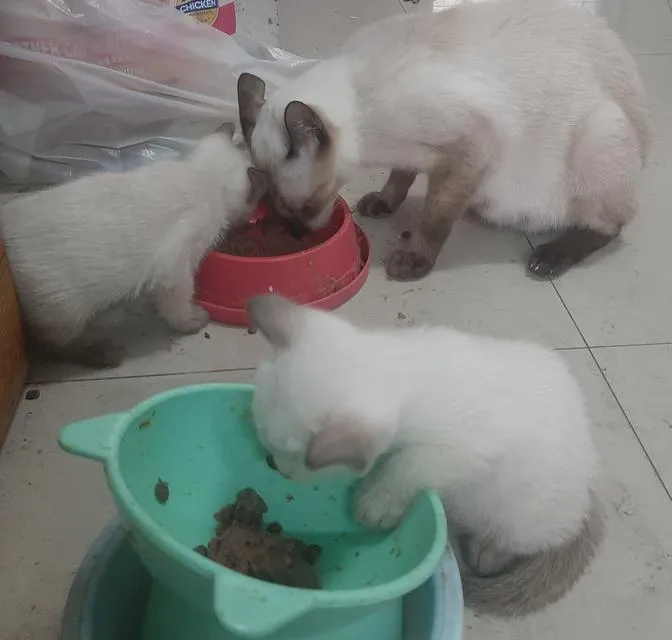 แมววิเชียรมาศแท้ มีใบเพด