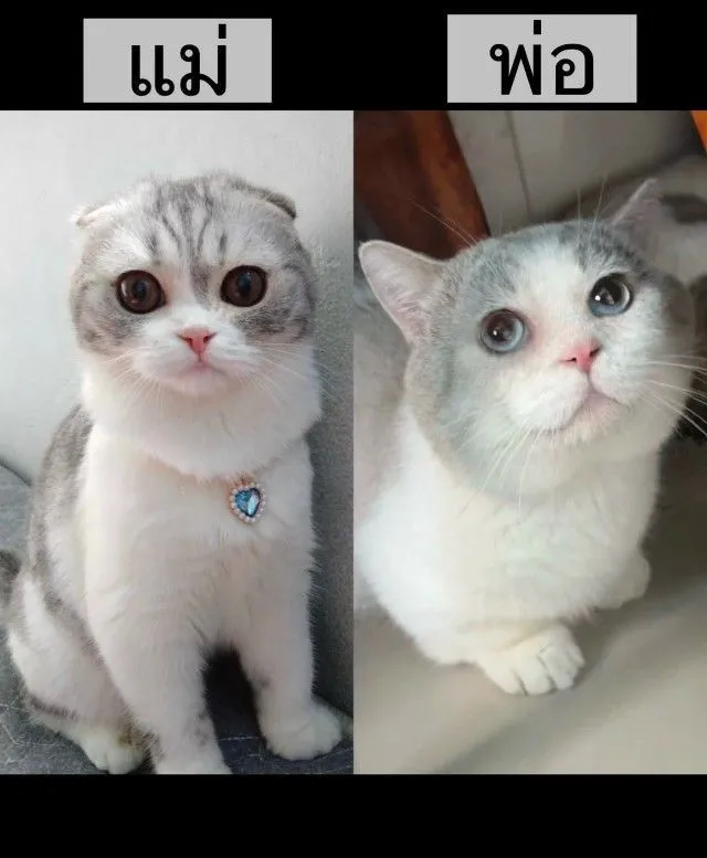 มัชชกิ้น