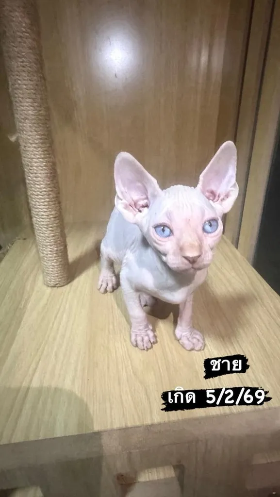 แมวสฟิงซ์แมวไม่มีขนแมวขี้อ้อน