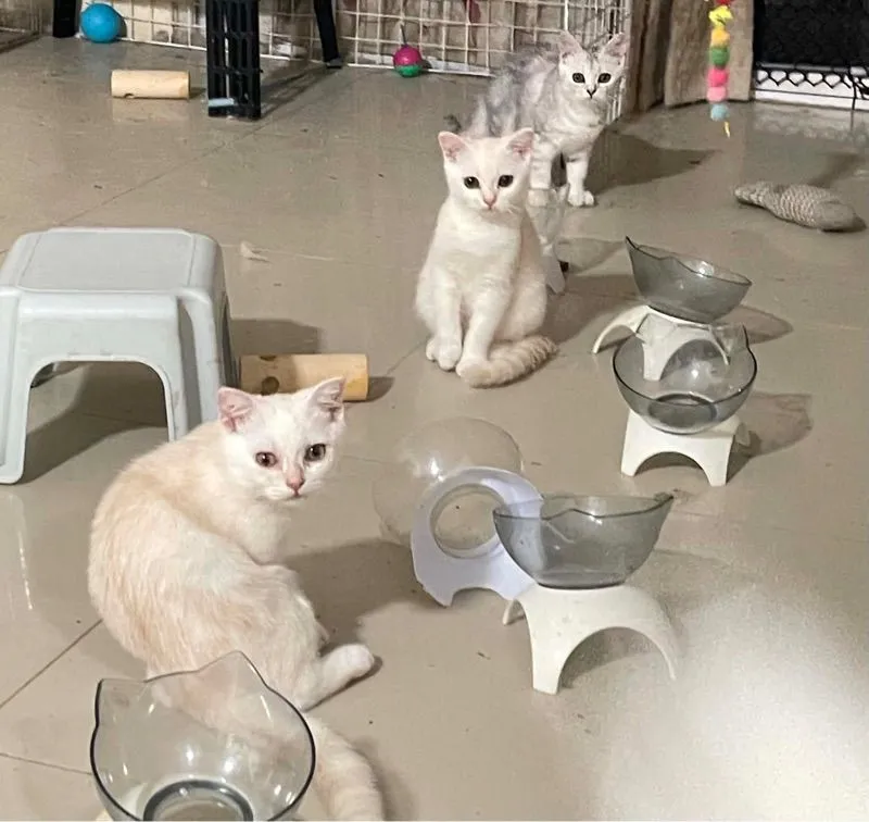 ลูกแมวบริติชแท้