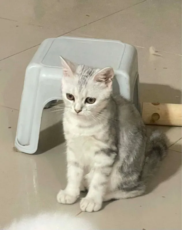 ลูกแมวบริติชแท้