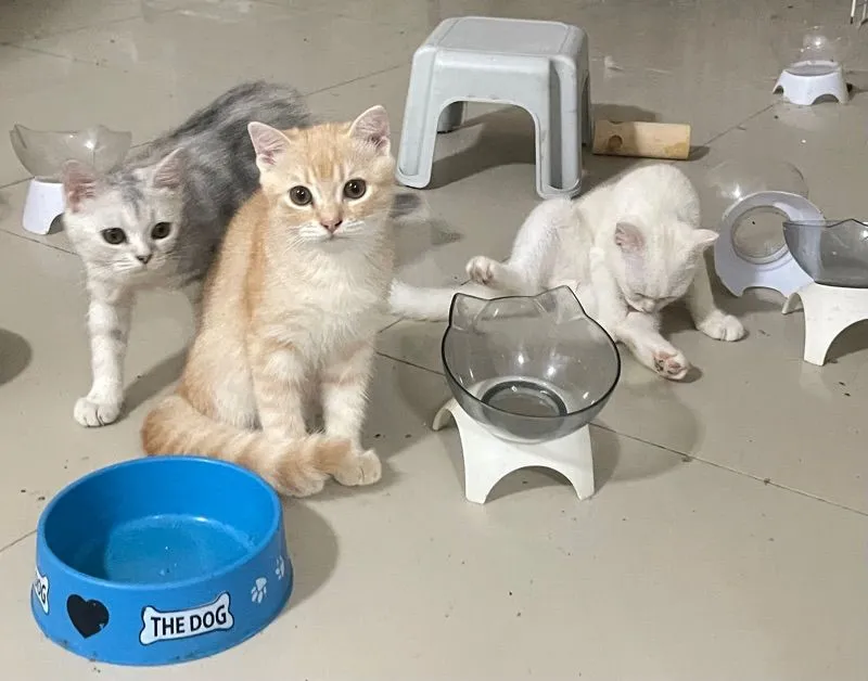 ลูกแมวบริติชแท้