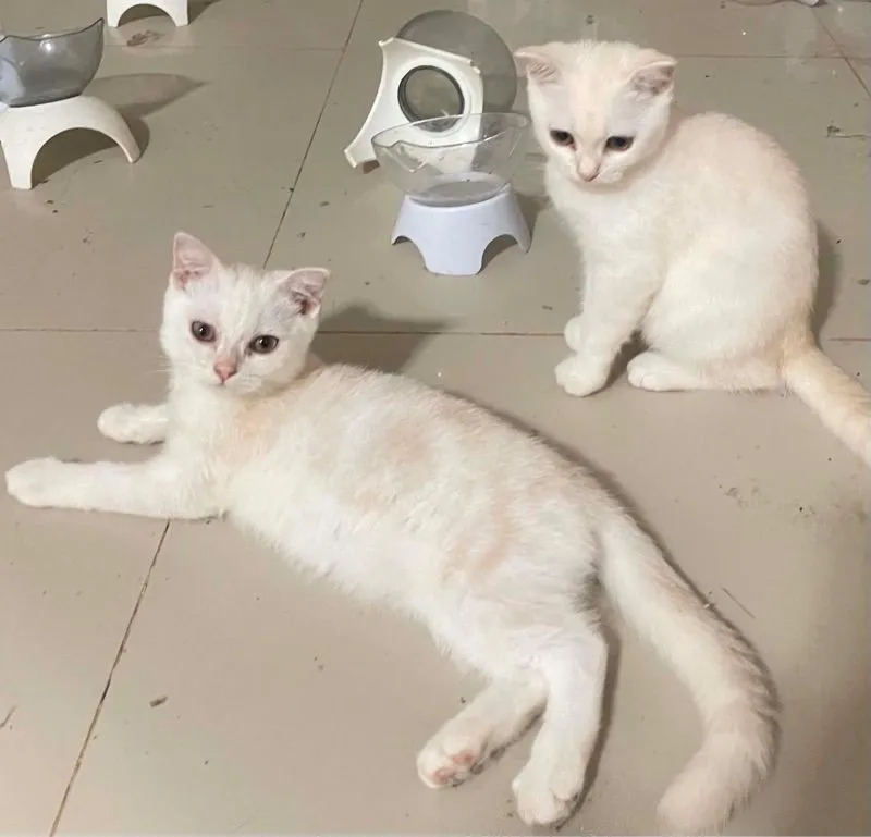 ลูกแมวบริติชแท้