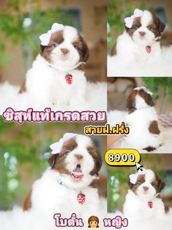 ชิสุ