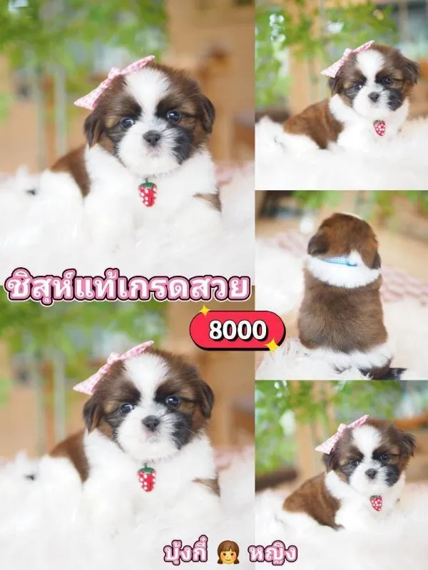 ชิสุ