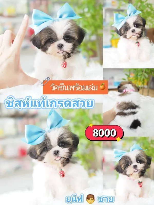ชิสุ