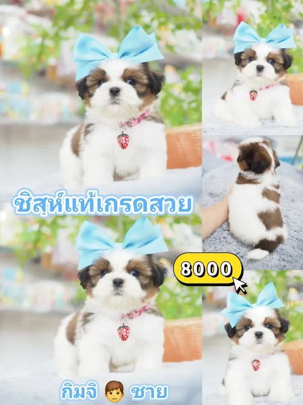 ชิสุ