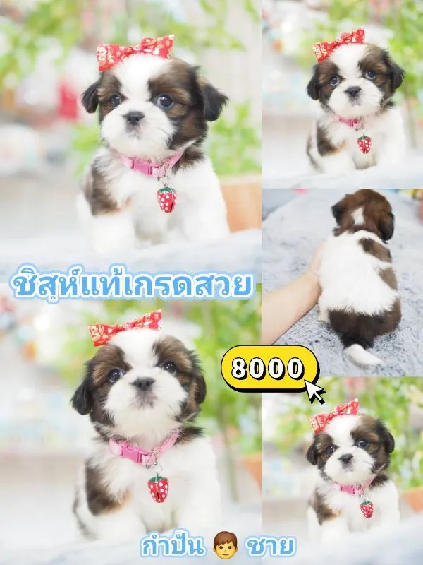 ชิสุ