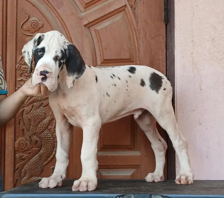 เกรทเดน คุณภาพ Great dane for sale