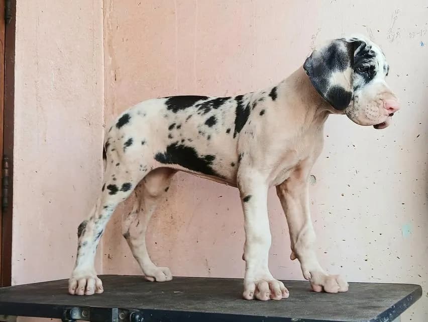 เกรทเดน คุณภาพ Great dane for sale