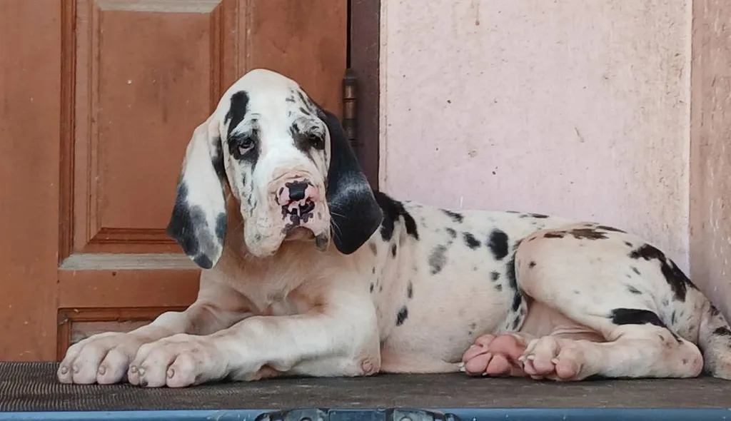 เกรทเดน คุณภาพ Great dane for sale
