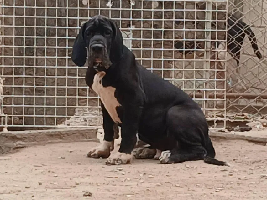 เกรทเดน คุณภาพ Great dane for sale