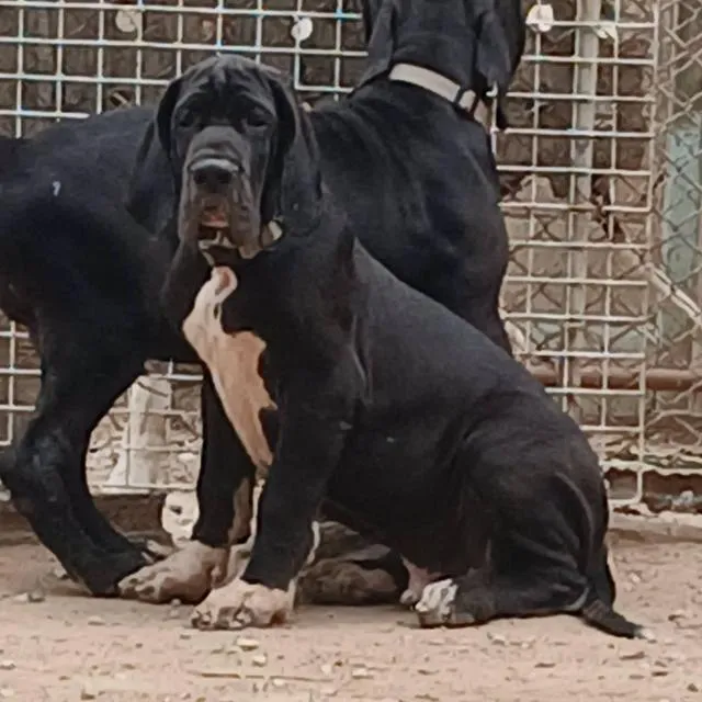 เกรทเดน คุณภาพ Great dane for sale