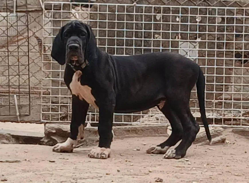 เกรทเดน คุณภาพ Great dane for sale