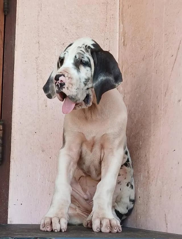 เกรทเดน คุณภาพ Great dane for sale