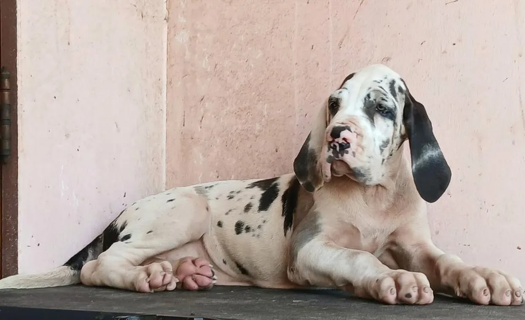 เกรทเดน คุณภาพ Great dane for sale