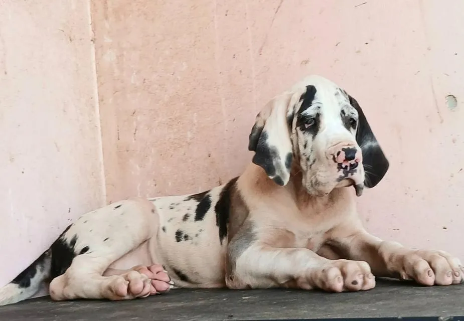 เกรทเดน คุณภาพ Great dane for sale
