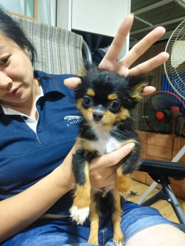 ชิวาวา